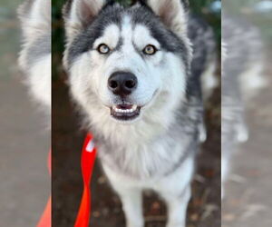 - Mix Dogs for adoption in Duluth, MN, USA