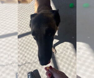 Mutt Dogs for adoption in Imlay City, MI, USA