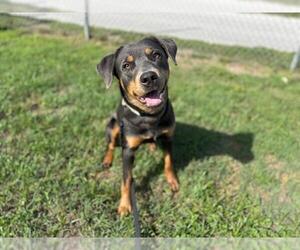 Labrador Retriever-Unknown Mix Dogs for adoption in Ocala, FL, USA