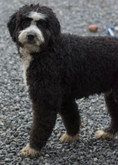 Bernedoodle Dogs for adoption in Pacolet, SC, USA
