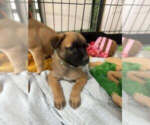 German Shepherd Dog-Unknown Mix Dogs for adoption in Temple, TX, USA