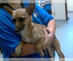 Feist Terrier-Unknown Mix Dogs for adoption in Fayetteville, NC, USA