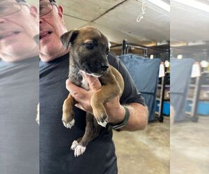 Mastiff-Unknown Mix Dogs for adoption in Calgary, Alberta, Canada