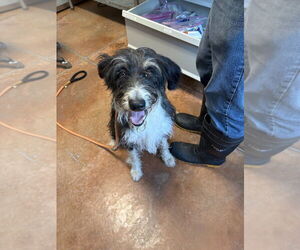 Bordoodle Dogs for adoption in Bolivar, MO, USA