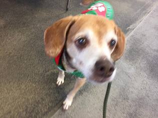 Beagle Dogs for adoption in Jacksonville , FL, USA