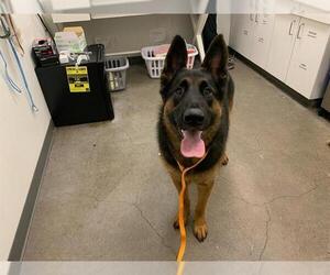 German Shepherd Dog Dogs for adoption in Berkeley , CA, USA