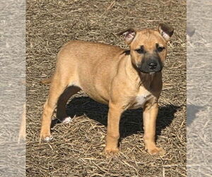 Medium Photo #2 Black Mouth Cur-Labrador Retriever Mix Puppy For Sale in Brewster, NY, USA