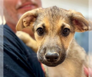 German Shepherd Dog-Unknown Mix Dogs for adoption in Wetumpka, AL, USA