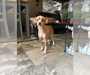 Chiweenie Dogs for adoption in Brewster, NY, USA