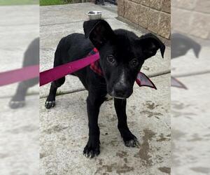 American Pit Bull Terrier Dogs for adoption in Tulsa, OK, USA