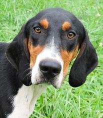 Treeing Walker Coonhound Dogs for adoption in Nashville, IN, USA
