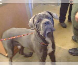 Mutt Dogs for adoption in Sacramento, CA, USA