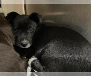 Australian Kelpie-Unknown Mix Dogs for adoption in Pasadena, CA, USA