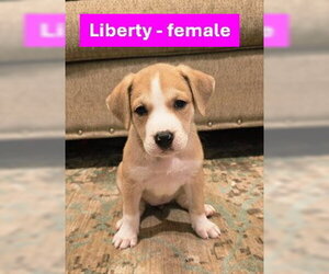 Labrador Retriever-Unknown Mix Dogs for adoption in Sheboygan, WI, USA