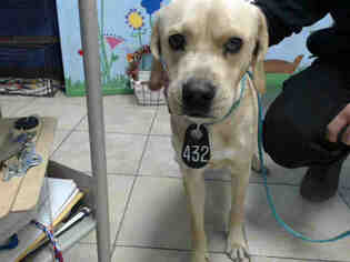 Beagle Dogs for adoption in Houston, TX, USA