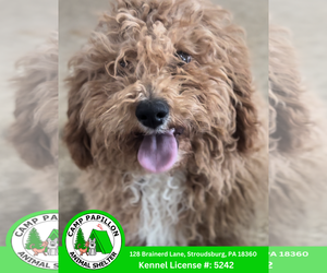 Cavapoo (Miniature) Dogs for adoption in Stroudsburg, PA, USA