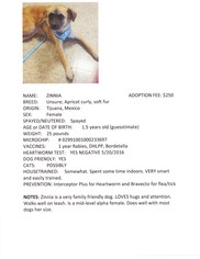 Mutt Dogs for adoption in wellington, CO, USA