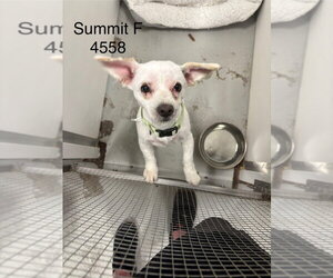Mutt Dogs for adoption in Studio City, CA, USA