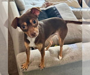 Chipin Dogs for adoption in Mission Viejo, CA, USA
