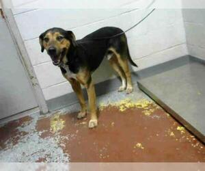 Black and Tan Coonhound Dogs for adoption in Atlanta, GA, USA