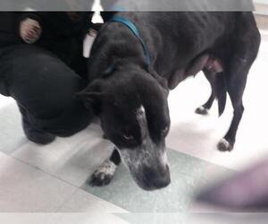 Labrador Retriever-Unknown Mix Dogs for adoption in Oklahoma City, OK, USA