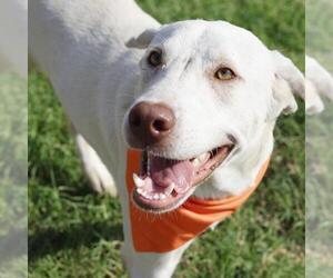Labrador Retriever-Unknown Mix Dogs for adoption in San Antonio, TX, USA