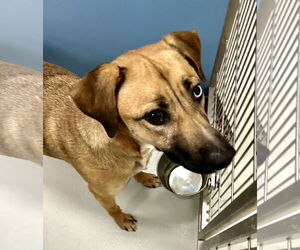 Unknown-Vizsla Mix Dogs for adoption in Pampa, TX, USA