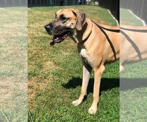 Great Dane Dogs for adoption in Rowayton, CT, USA