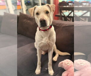 Labrador Retriever-Unknown Mix Dogs for adoption in New London, WI, USA