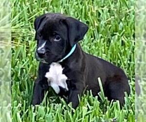 Boxador Dogs for adoption in Spring, TX, USA