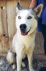Siberian Husky Dogs for adoption in Apple Valley, CA, USA