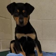 Rottweiler Dogs for adoption in Roanoke, VA, USA