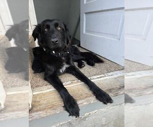 Labrador Retriever-Unknown Mix Dogs for adoption in Aurora, IN, USA