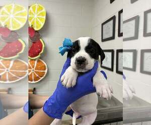Bulldog-Labrador Retriever Mix Dogs for adoption in SHERBURNE, NY, USA