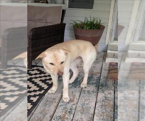Labrador Retriever Dogs for adoption in Conroe, TX, USA