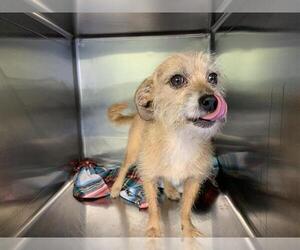 Norfolk Terrier-Unknown Mix Dogs for adoption in Grand Prairie, TX, USA