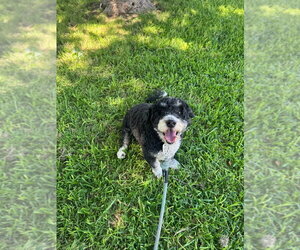 Mutt Dogs for adoption in Oak Bluffs, MA, USA