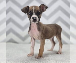 Chihuahua-Unknown Mix Dogs for adoption in Lakewood, CO, USA