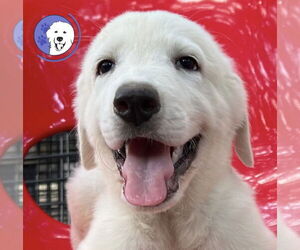 Great Pyrenees Dogs for adoption in Spring, TX, USA