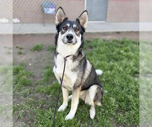 Siberian Husky Dogs for adoption in Modesto, CA, USA