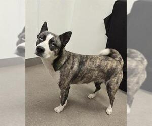 Siberian Husky-Unknown Mix Dogs for adoption in HESPERIA, CA, USA