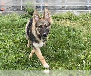 German Shepherd Dog-Unknown Mix Dogs for adoption in McKinleyville, CA, USA