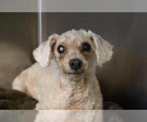 Poodle (Miniature)-Unknown Mix Dogs for adoption in Dallas, TX, USA