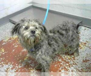 Cairn Terrier Dogs for adoption in Atlanta, GA, USA