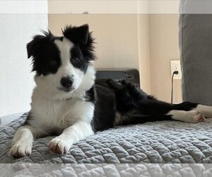 Medium Photo #1 Border-Aussie Puppy For Sale in Appleton, WI, USA