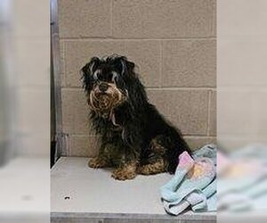 Shih Tzu-Unknown Mix Dogs for adoption in Rockwall, TX, USA
