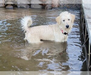 Labrador Retriever Dogs for adoption in Winter, WI, USA