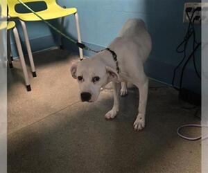 Mutt Dogs for adoption in Houston, TX, USA