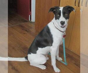 Border Collie Dogs for adoption in Fayetteville, TN, USA