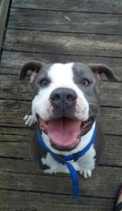 American Staffordshire Terrier-Unknown Mix Dogs for adoption in Buffalo, NY, USA